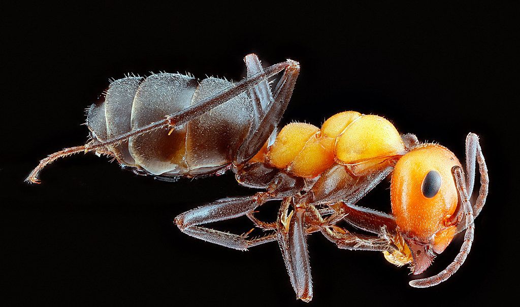 Ant Control service in Germantown, MD