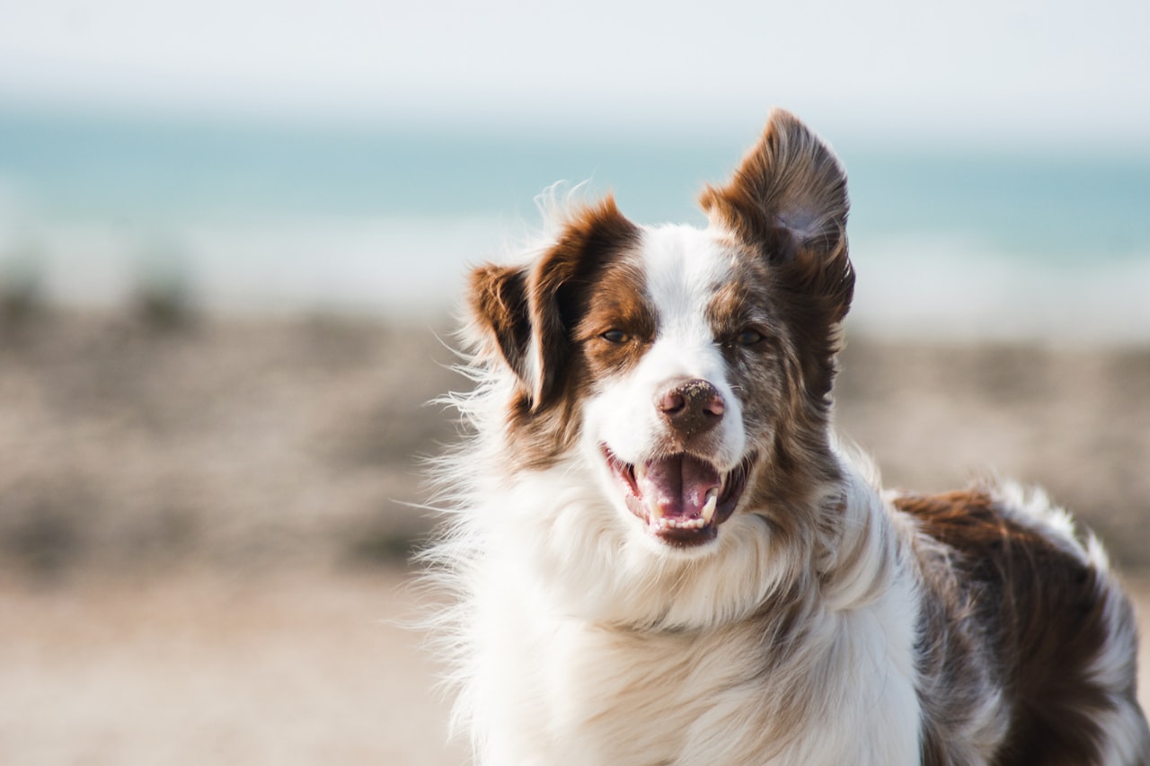 Flea & Tick Control service in Germantown, MD