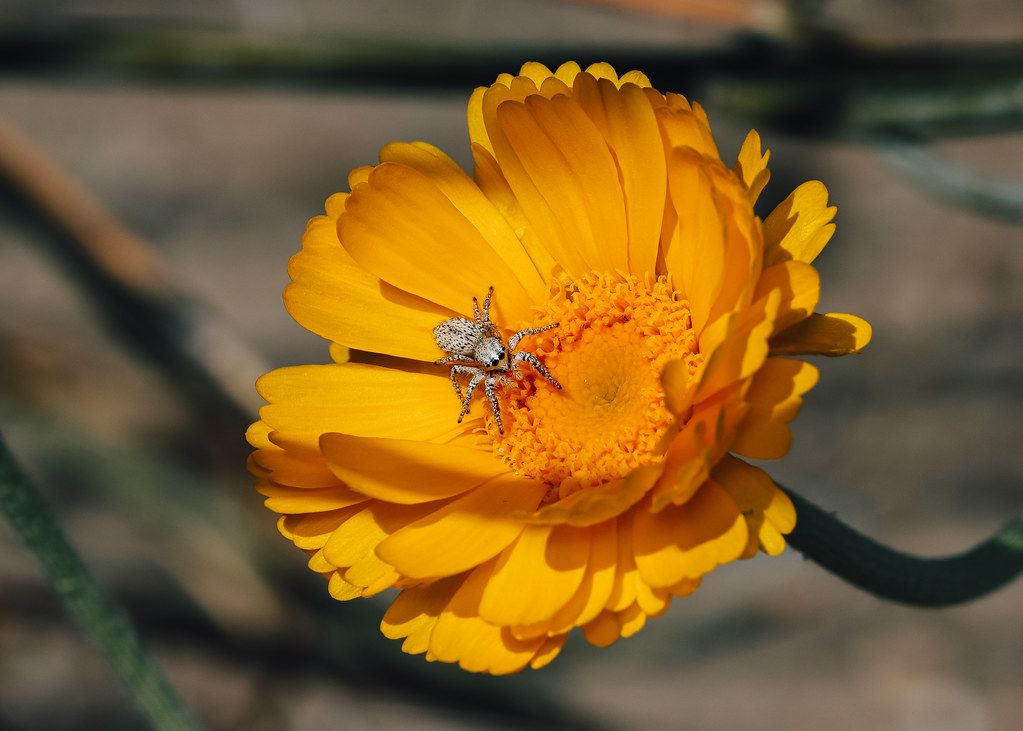 Spider Control service in Germantown, MD